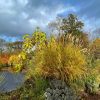 Windwhistle Barton is an artist’s semi wild garden.